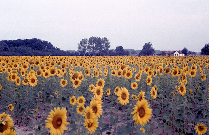 Loire 1986-068.jpg